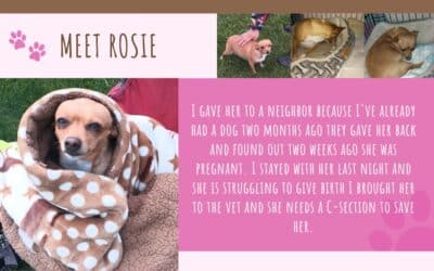 Meet Daisy and Rosie